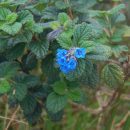 Stachytarpheta glabra