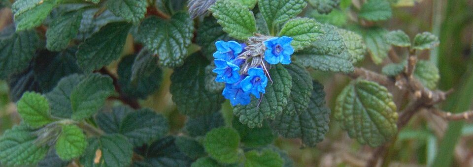 Stachytarpheta glabra