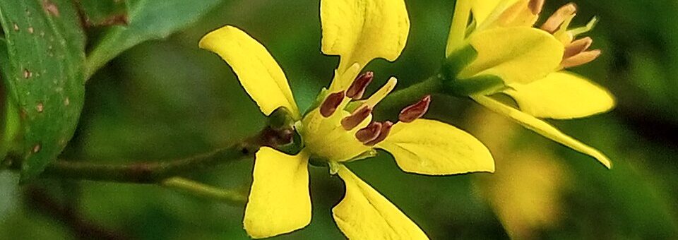 Galphimia gracilis