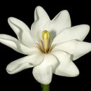 Gardenia thunbergia