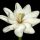 Gardenia thunbergia