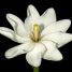Gardenia thunbergia