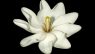 Gardenia thunbergia