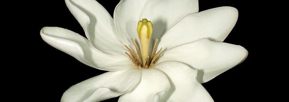 Gardenia thunbergia