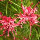 Grevillea rosmarinifolia