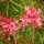 Grevillea rosmarinifolia