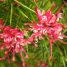 Grevillea rosmarinifolia
