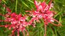 Grevillea rosmarinifolia
