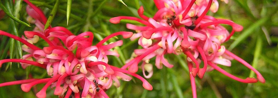 Grevillea rosmarinifolia