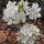 Dombeya spectabilis