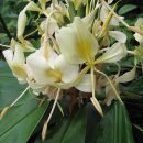 Hedychium flavescens