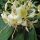 Hedychium flavescens