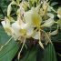 Hedychium flavescens