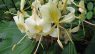 Hedychium flavescens