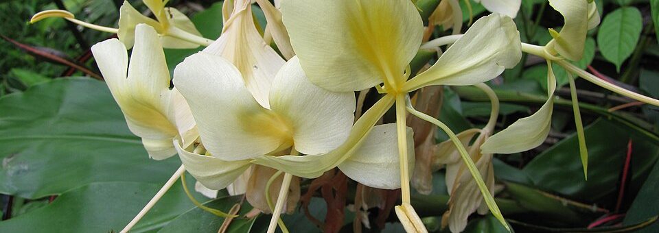 Hedychium flavescens