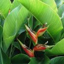 Heliconia stricta