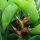 Heliconia stricta