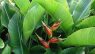Heliconia stricta