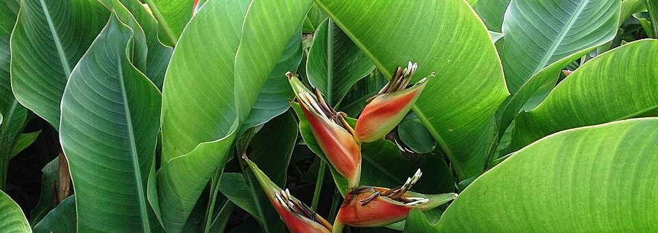 Heliconia stricta
