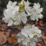 Dombeya spectabilis