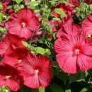 Hibiscus moscheutos