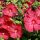 Hibiscus moscheutos