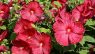 Hibiscus moscheutos
