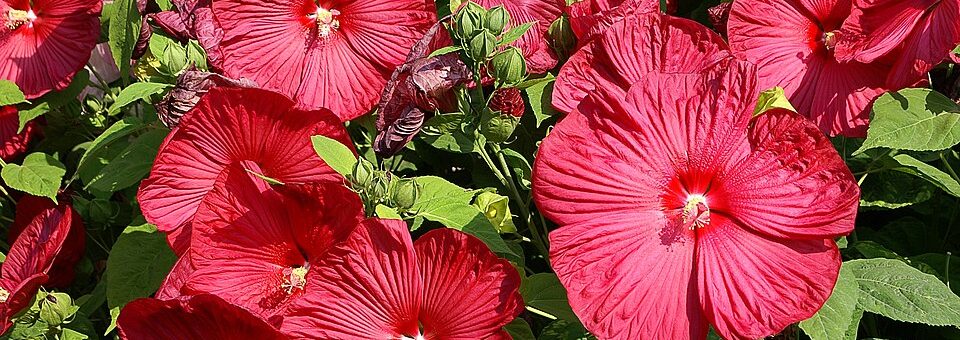Hibiscus moscheutos