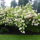 Hydrangea paniculata