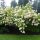 Hydrangea paniculata