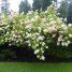 Hydrangea paniculata