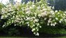 Hydrangea paniculata