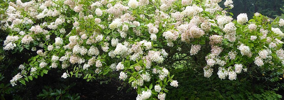 Hydrangea paniculata