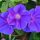 Ipomoea indica