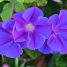 Ipomoea indica
