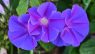 Ipomoea indica