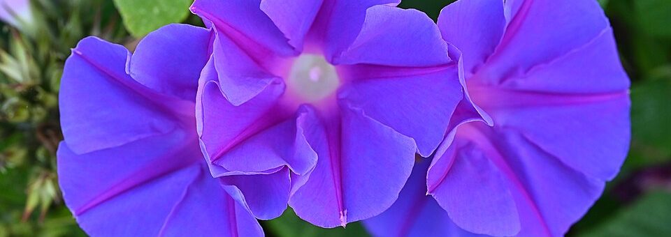Ipomoea indica