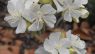 Dombeya spectabilis
