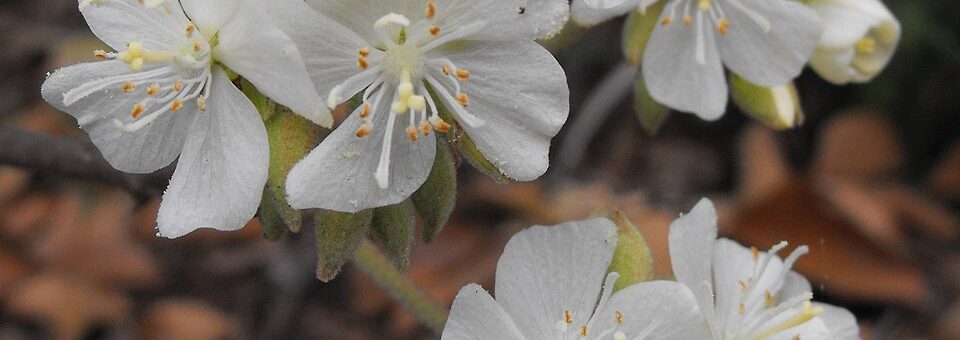 Dombeya spectabilis